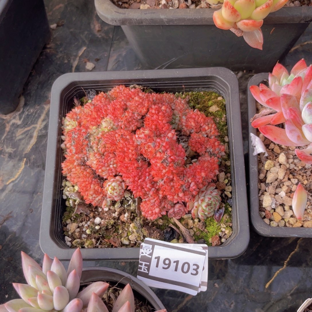 粉姬莲缀多肉植物19103