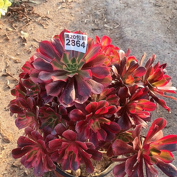 2864 一颗美杜莎法师（枝头松