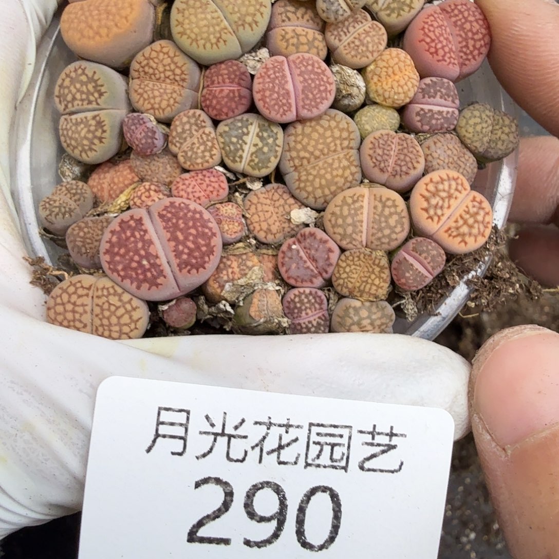 不会因为不懂自己在说290哈哈