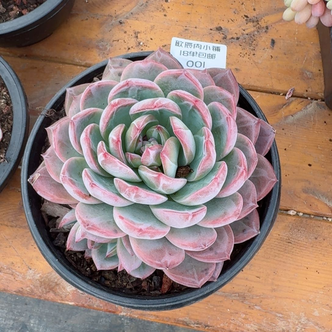 小*子多肉植物新年快乐价001