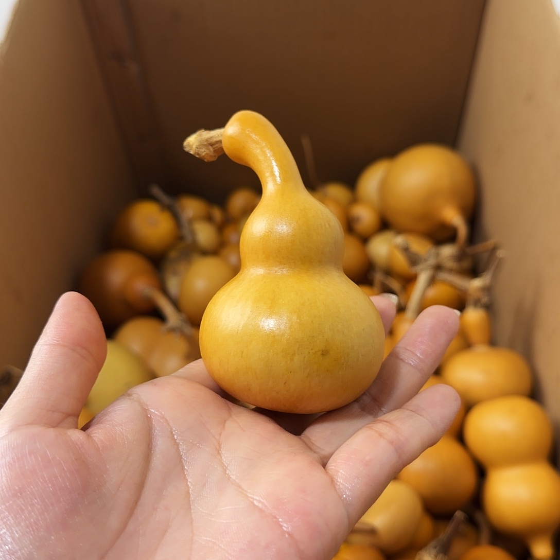 小***_纯天然的真葫芦50
