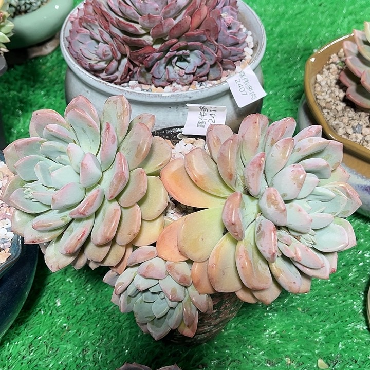 鑫伟多肉白露 2411