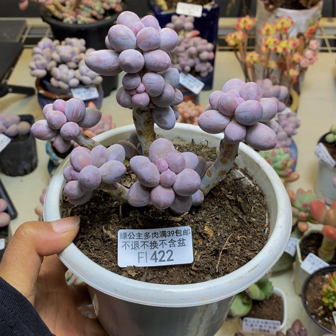 422香水手指奶多肉9c m