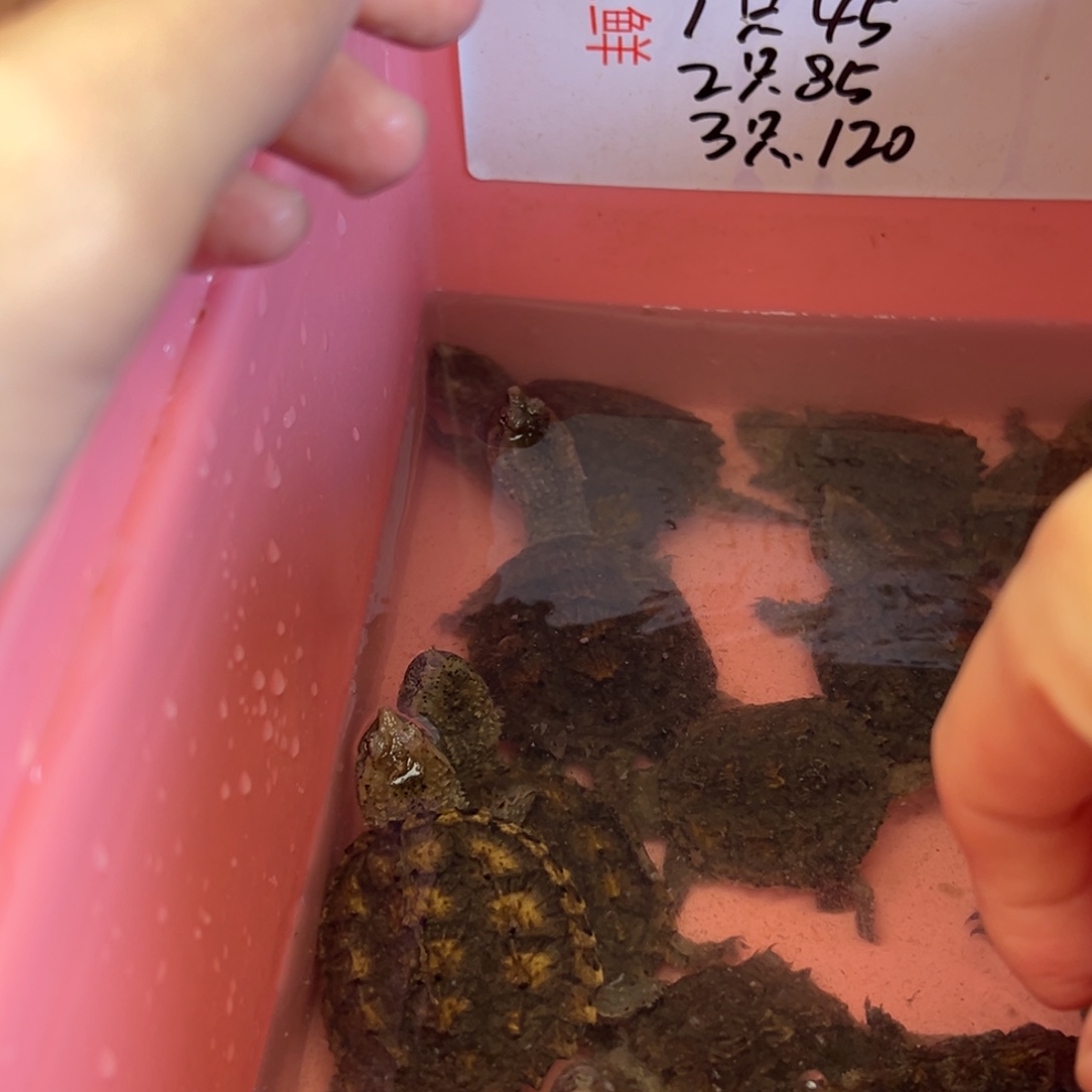 小鳄龟不分公母12只瑕疵 不退不换