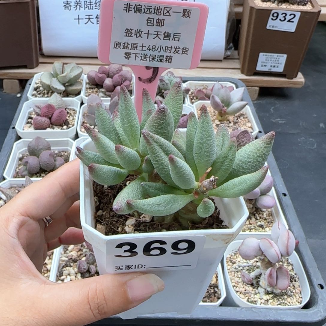 369大红嘴多肉植物