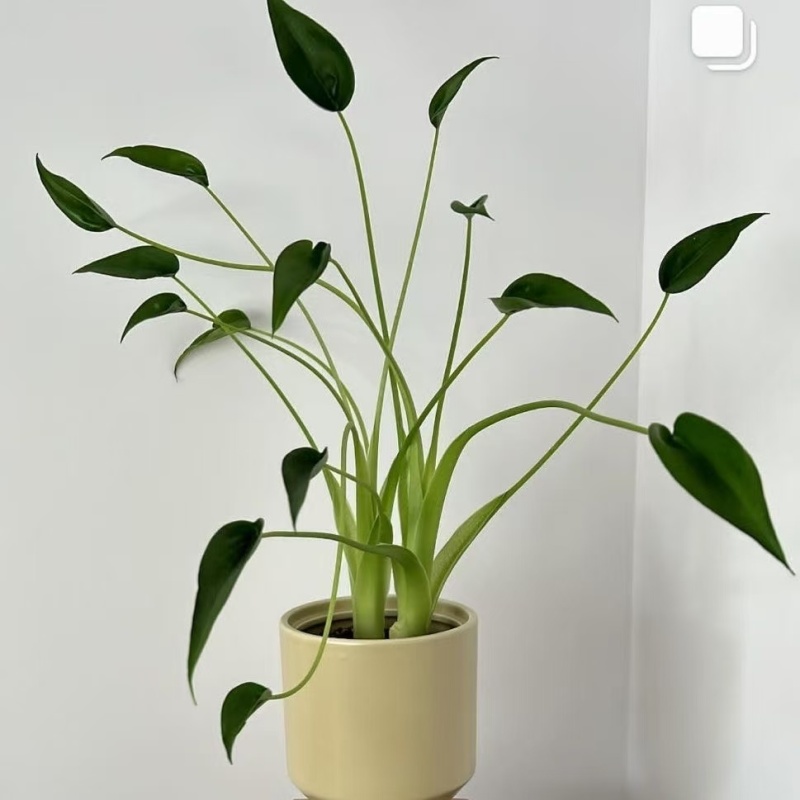 新品种小舞者千手观音海芋ins好养网红绿植客厅春雨阳台热植盆栽