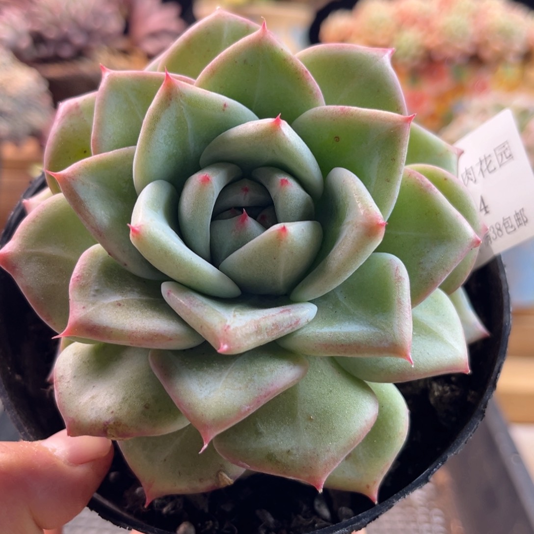 2.13-44祖母绿111111