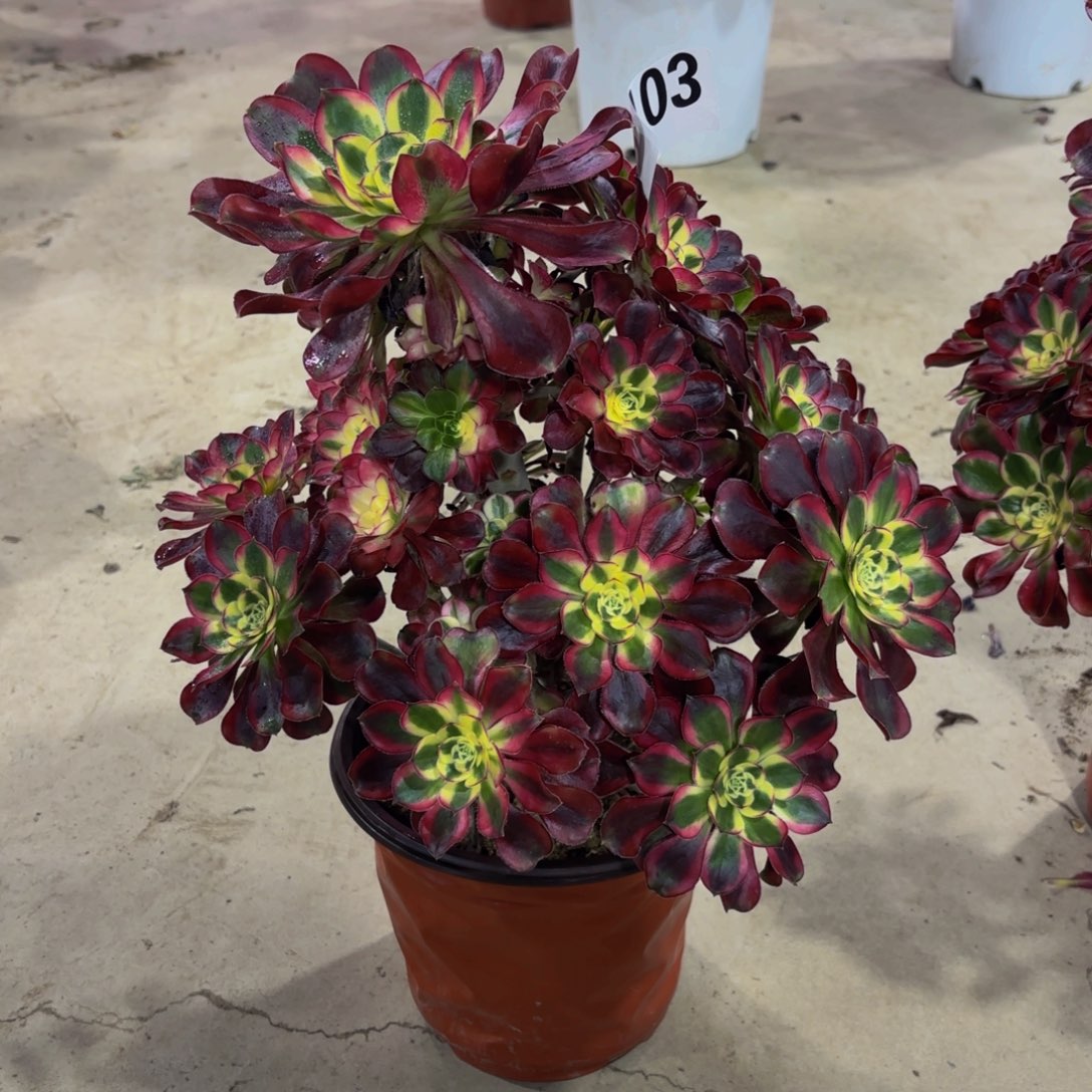 无花朵6103冰淇淋11111111