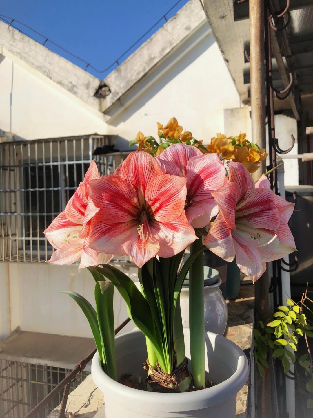 【普罗旺斯】5+球当年开花球包对版自然球