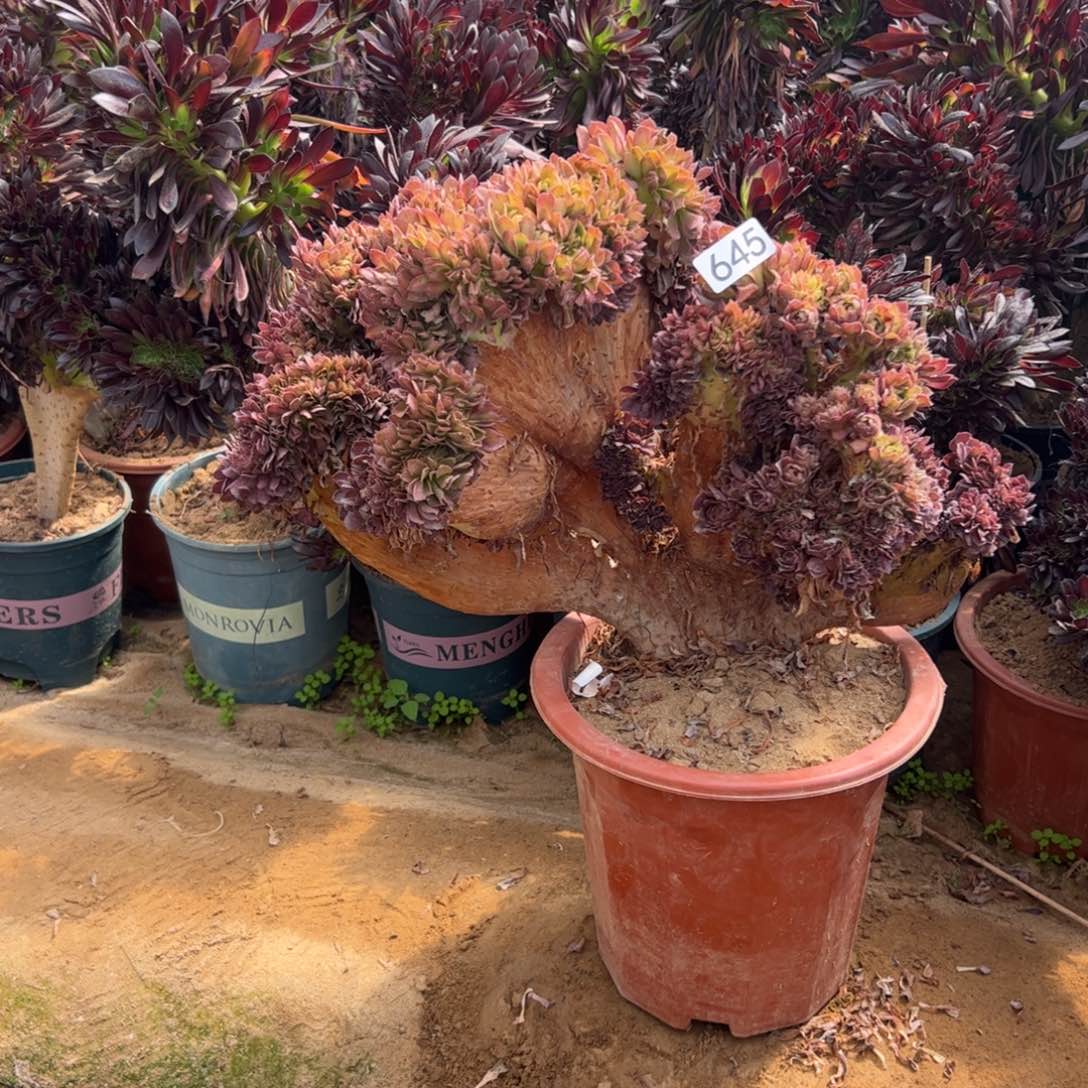 伤多万缀645官府45