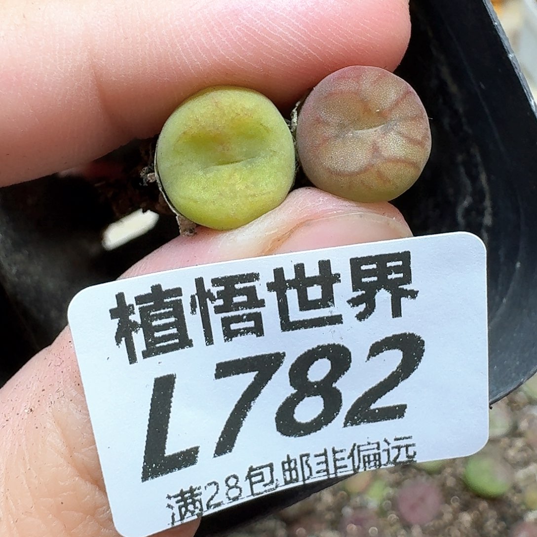 多肉植物的人生历程fc