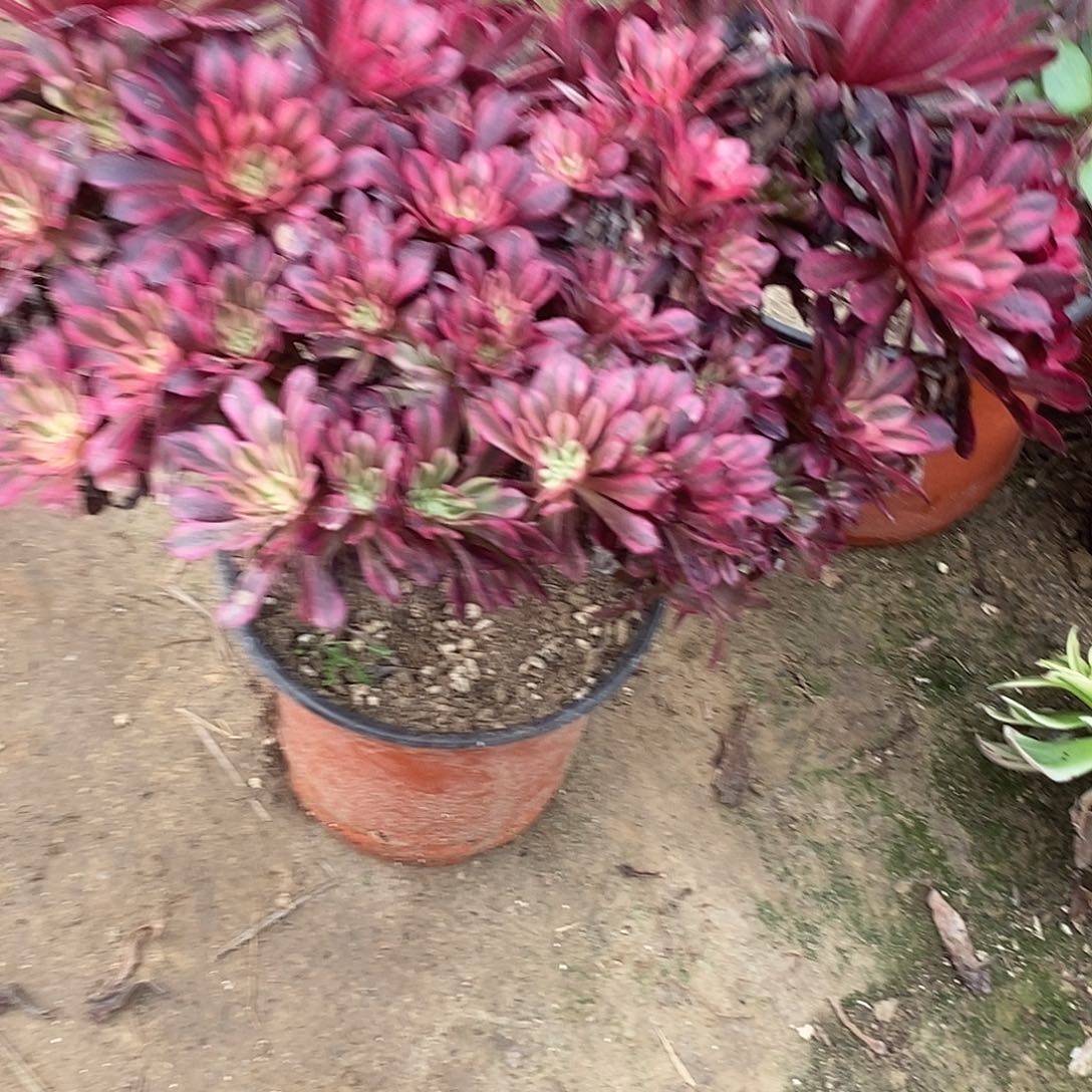 用***5633 多肉植物不包断枝