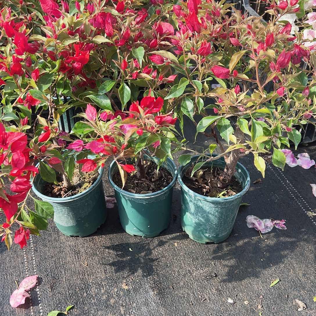 大部分花苞少量开放紫红桑巴掌中宝一颗