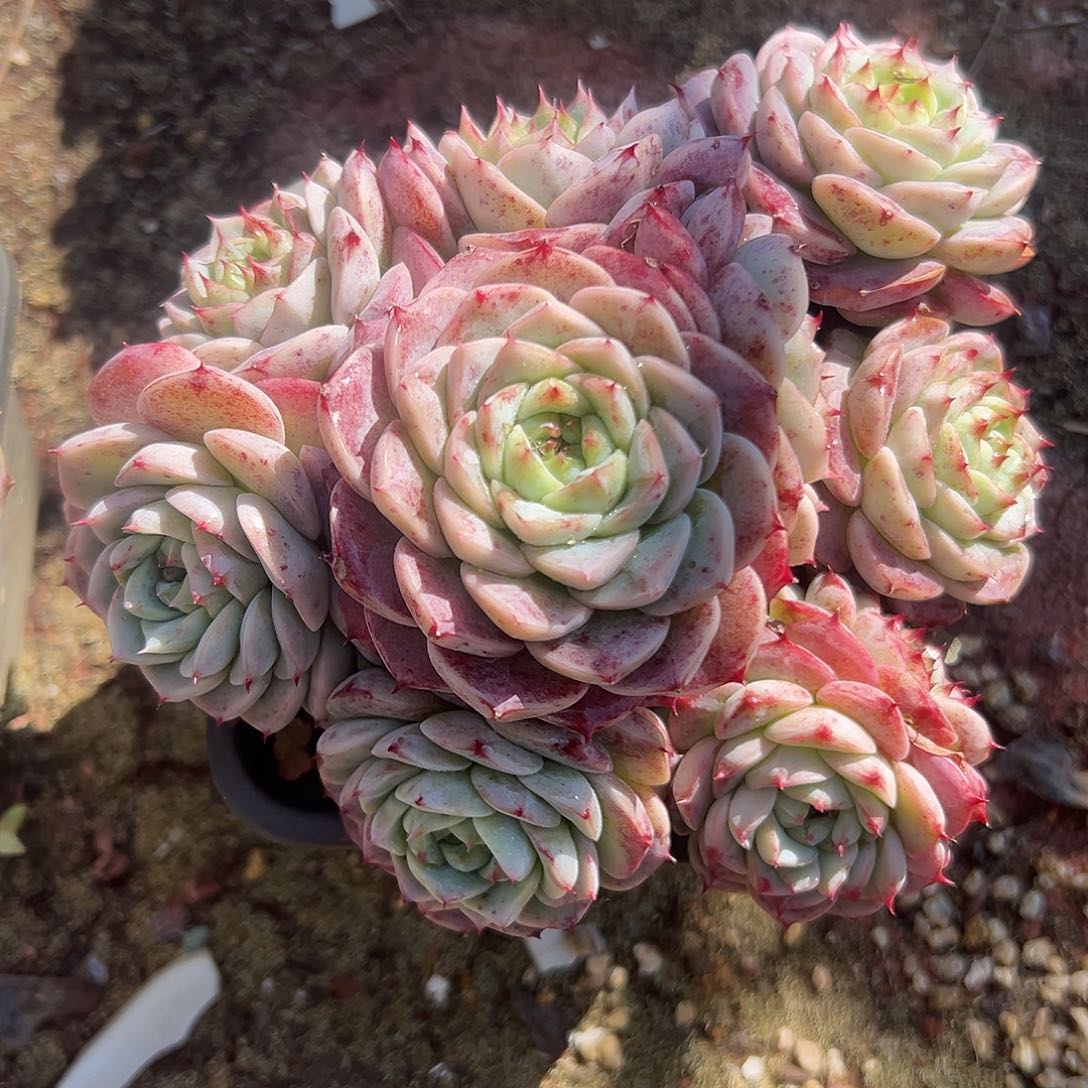 糖心天鹅绒一物一拍