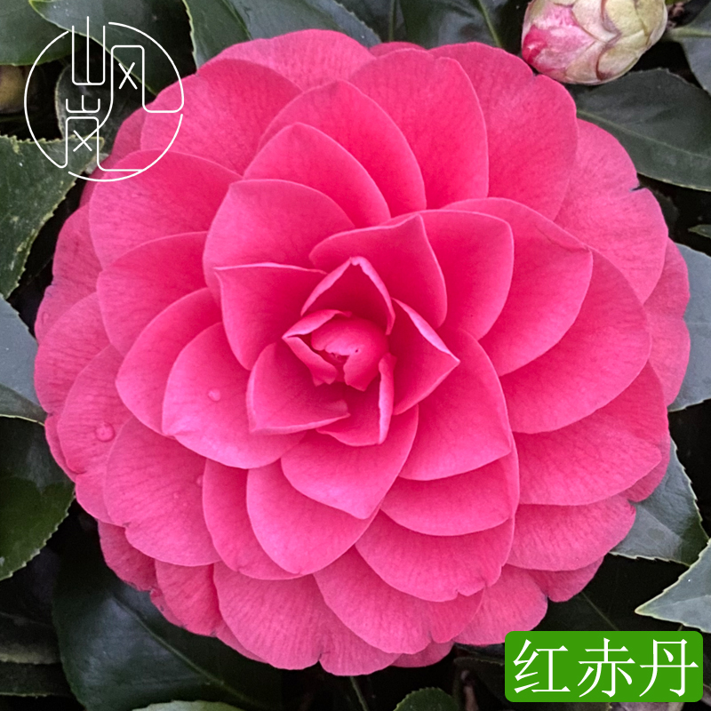 【红赤丹】正品山茶花树苗花卉盆栽名贵品种带花苞绿植好养易活植物