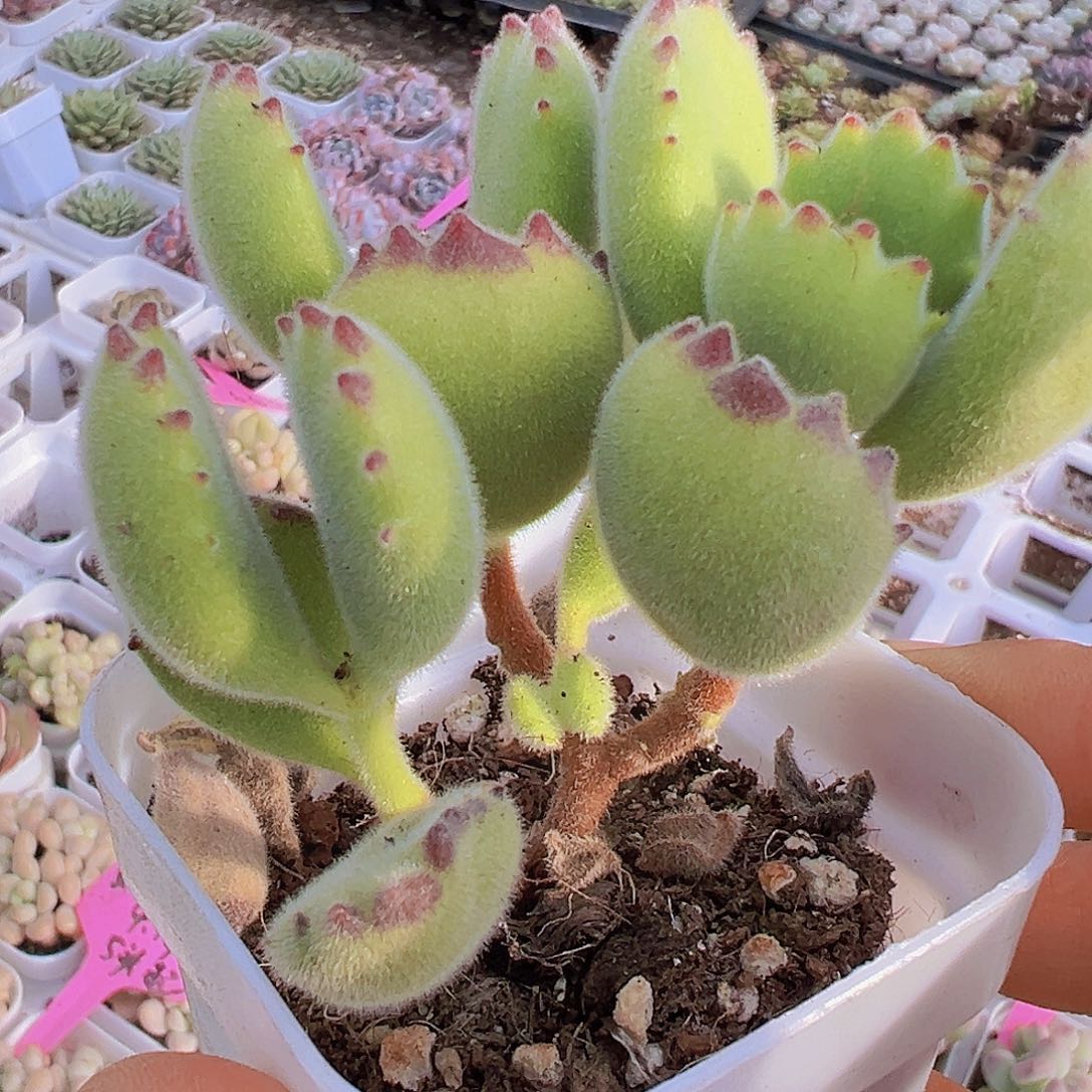 熊童子脱土发货多肉