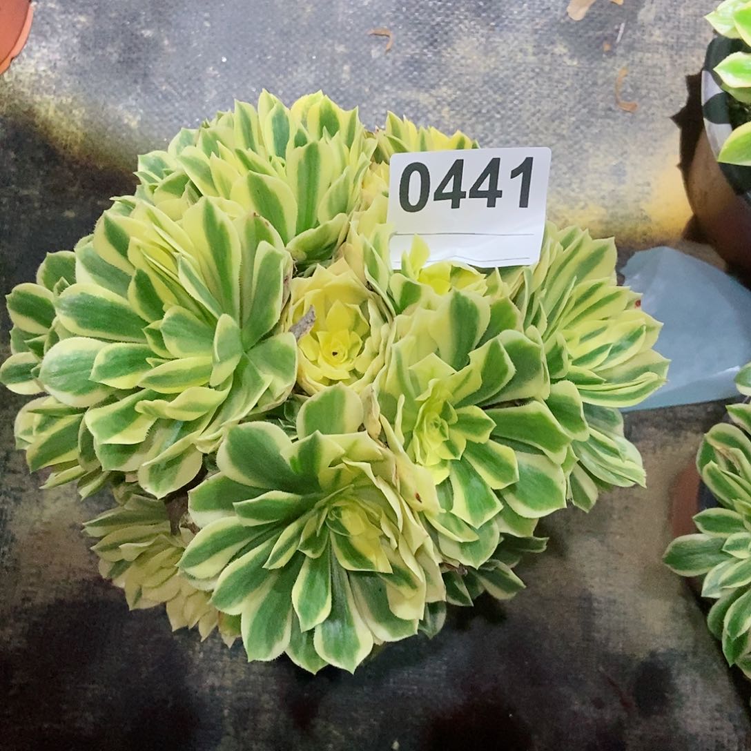 红陶0441艳凝3多肉多肉