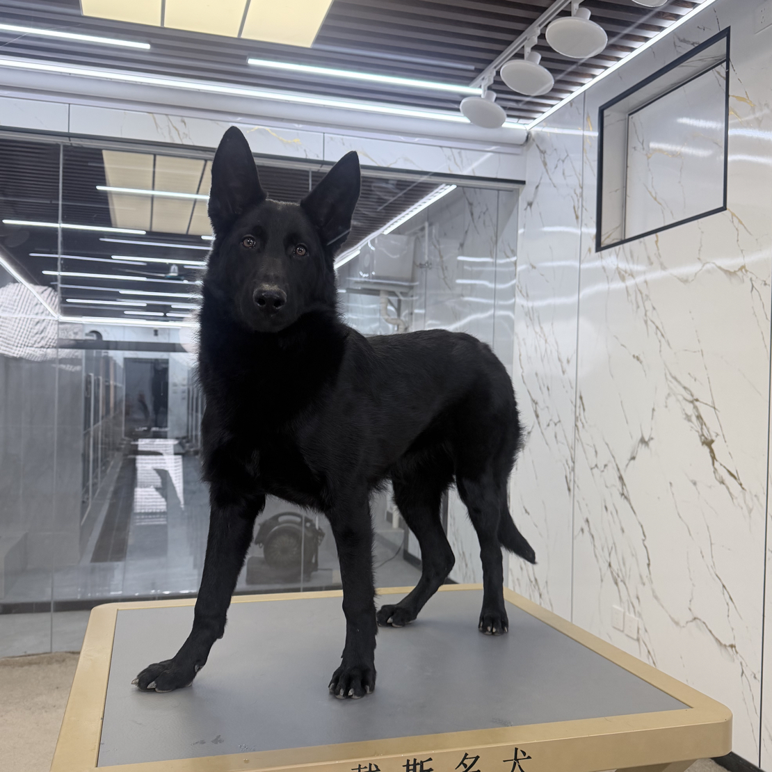 【戴斯名犬】东德牧羊犬 活体 狗狗 