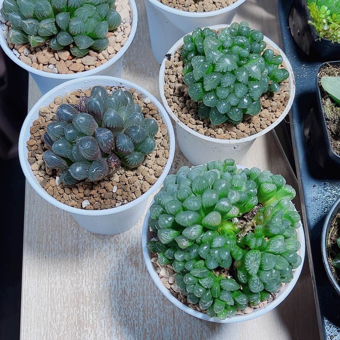 五颗雨露都是精品