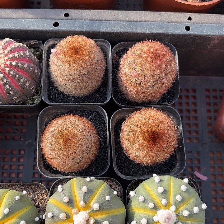 红刺嘉文丸仙人球