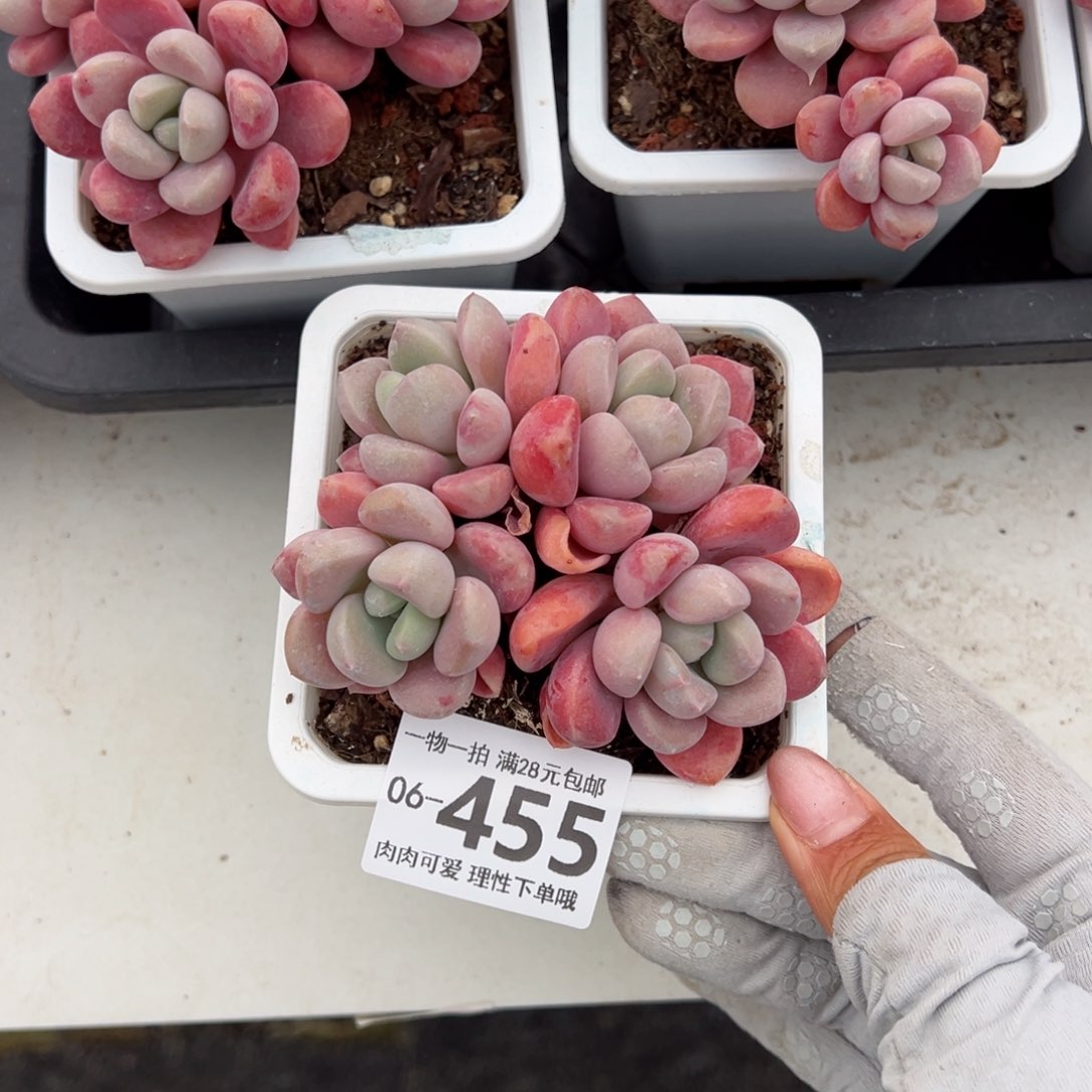 花斑鹿多肉多肉多肉多肉