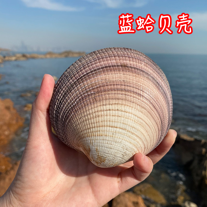 天然微瑕   蓝哈   天然贝壳海螺壳装饰鱼缸造景拍摄道具