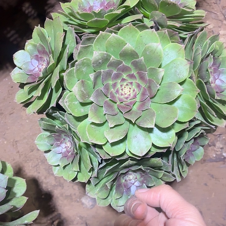 万圣节一颗脱土10