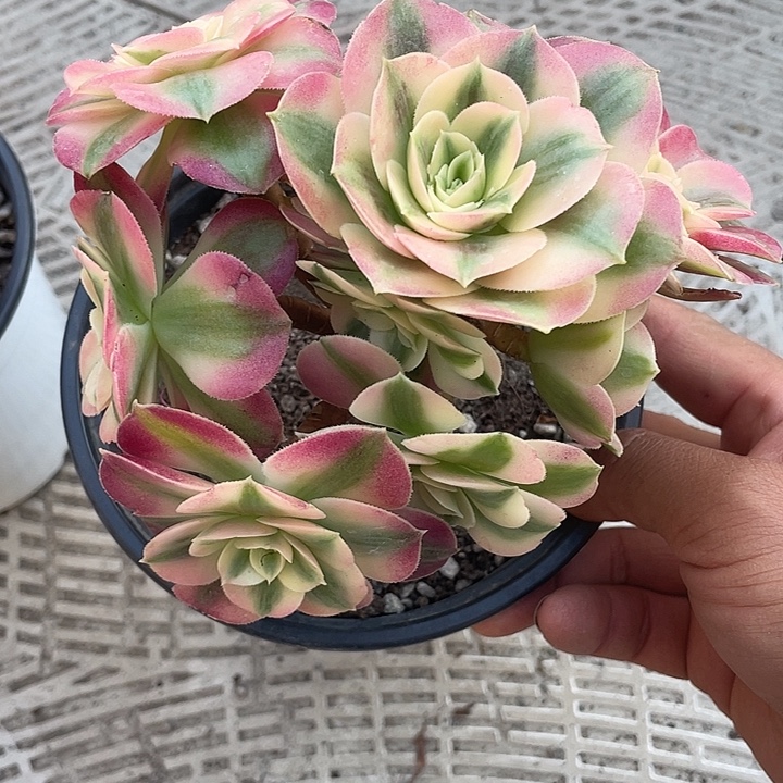 是***！粉女巫法师精控带盆