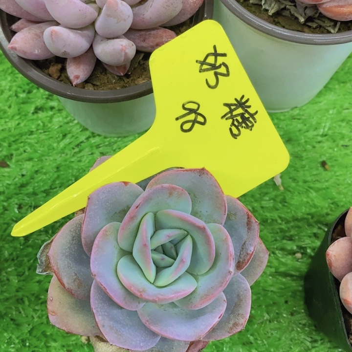 开心多肉植物多肉