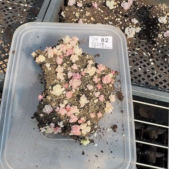 如图82九儿切糕一份不售后