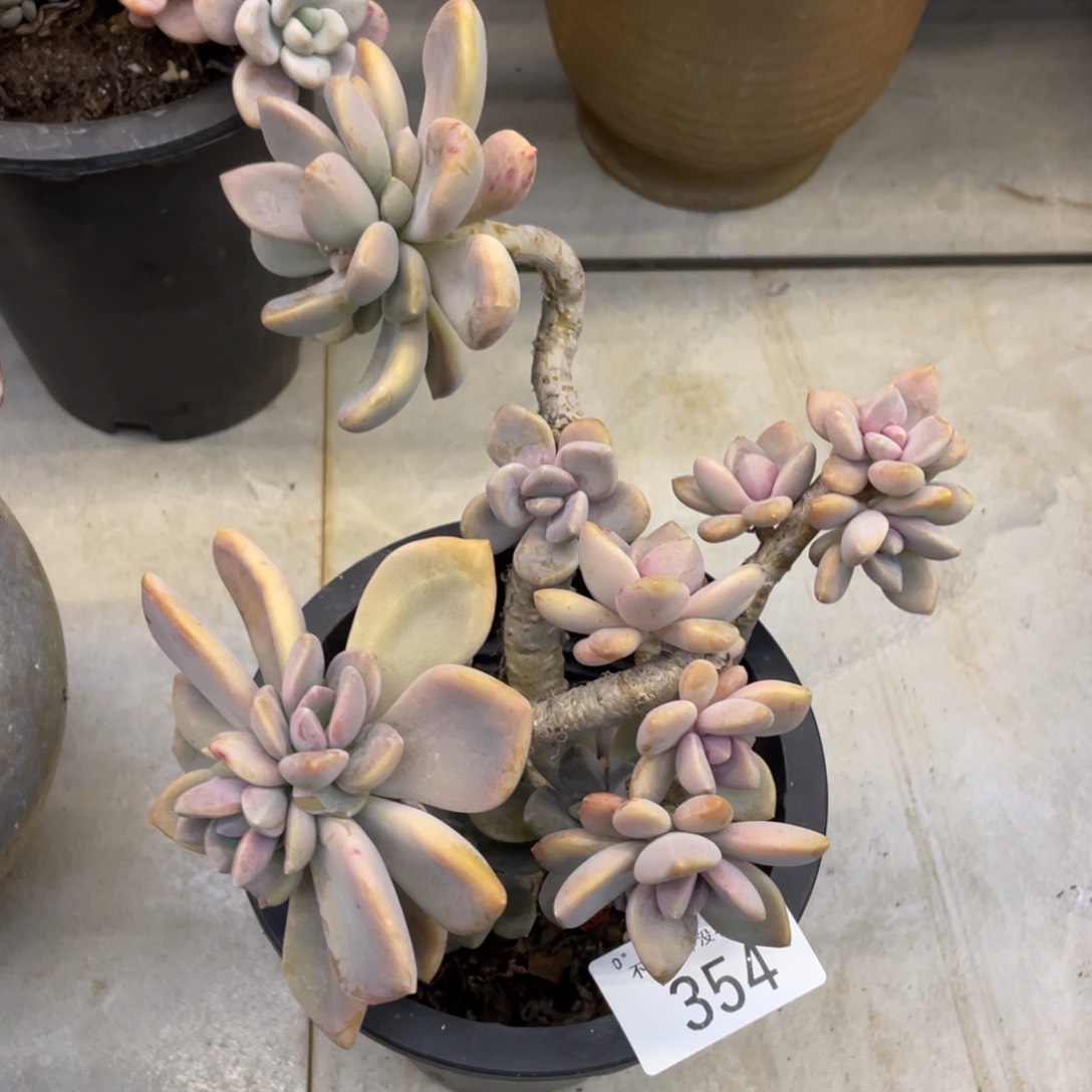 黑大帅多肉354东美人