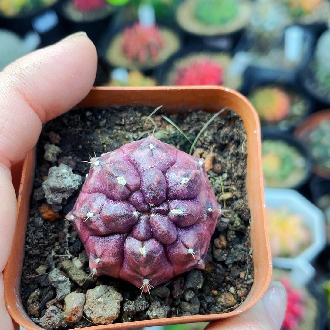 梦想非偏远地区满25包邮仙人球