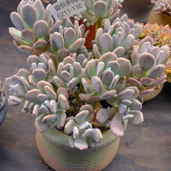 夏悦多肉0211-130稻田鸡