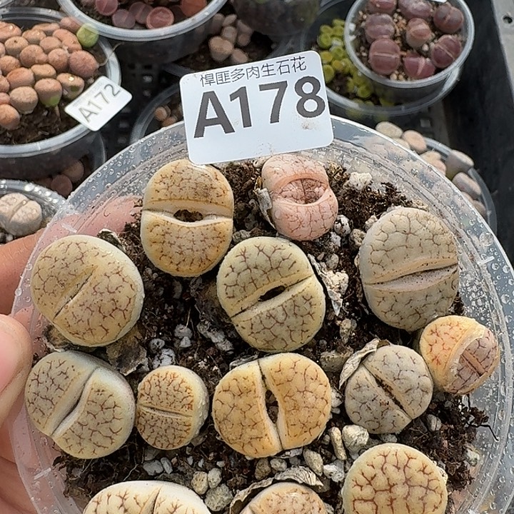 178多肉植物多肉植物