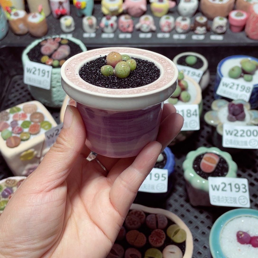 W2201 带盆土发货-零下地区拍保温箱