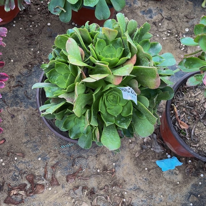 028香炉多肉法师不包断枝