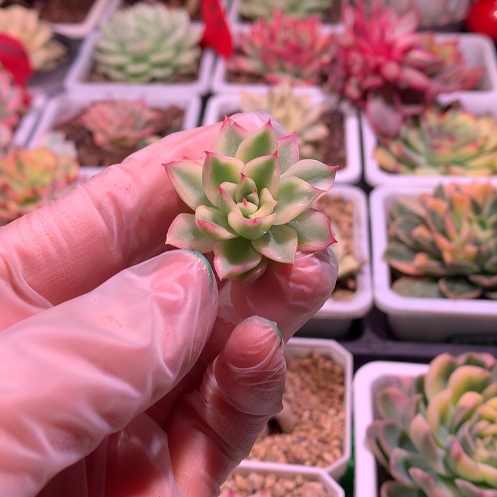 新胜骑兵锦，锦哥多肉