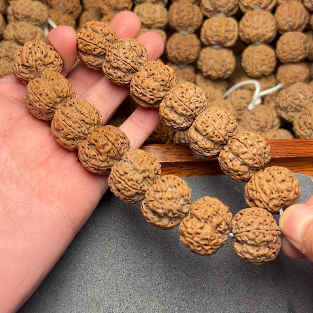 菩提29号尼泊尔大金刚21.5原生态梅花