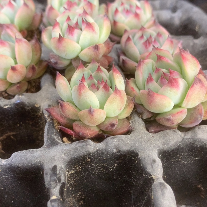 吉娃娃10颗。（满9.99包邮不满9.99发叶子）