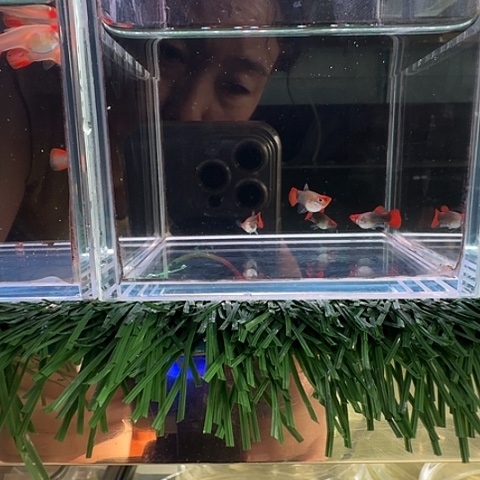 用***8海水鱼深海蓝贵族球压成2对