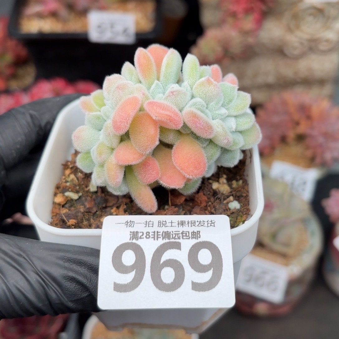 雪晃星缀化无盆土发货