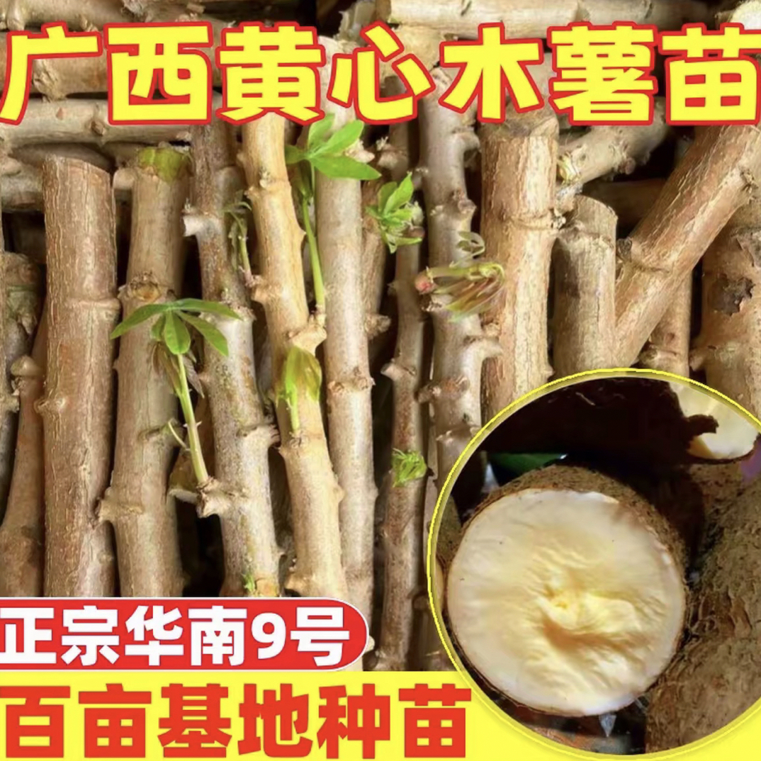 广西黄心黄肉木薯种子正宗食用甜木薯高产根茎苗