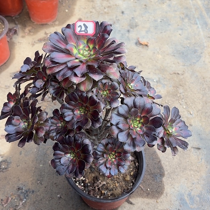 晚霞28法师多肉植物