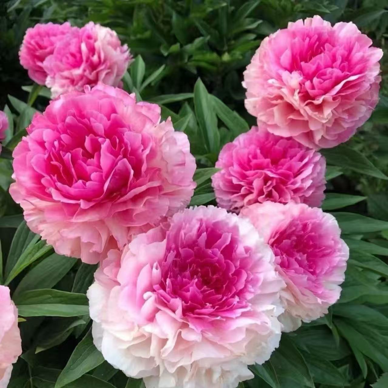 正宗山东重瓣大花芍药花苗带根芽四季花卉盆栽