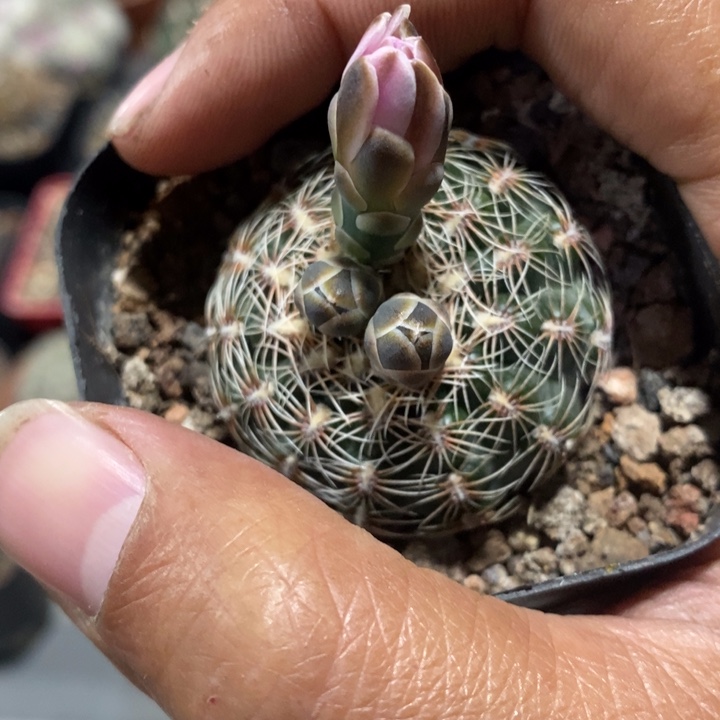 【闪购商品】874樱花罗星