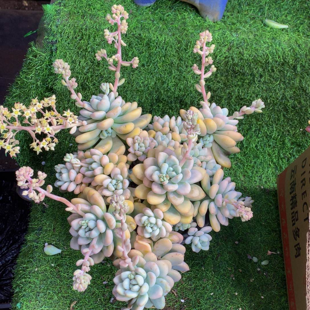 大洛神脱土发包邮