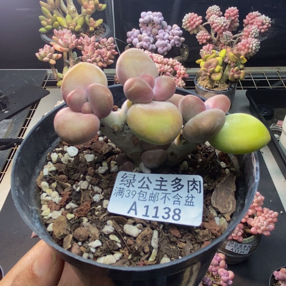 138芒果奶kk奶多肉6c m