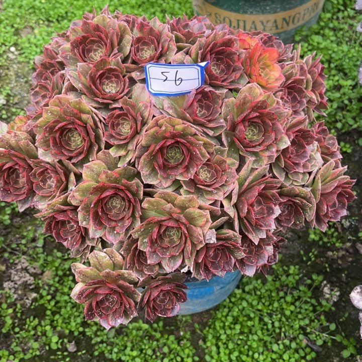 半夏多肉植物老庄