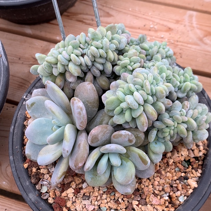 粉兔缀专拍发货。。