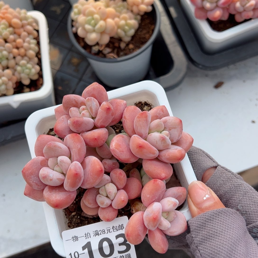 蒲****h红洛神多肉多肉多肉多肉